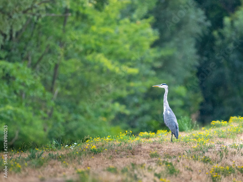 Fotografie Grey Heron in the Rain