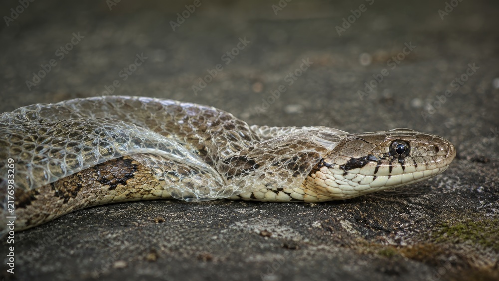 Obraz premium A close-up of a brown snake mid-shed, partially encased in its translucent discarded skin on a rock surface