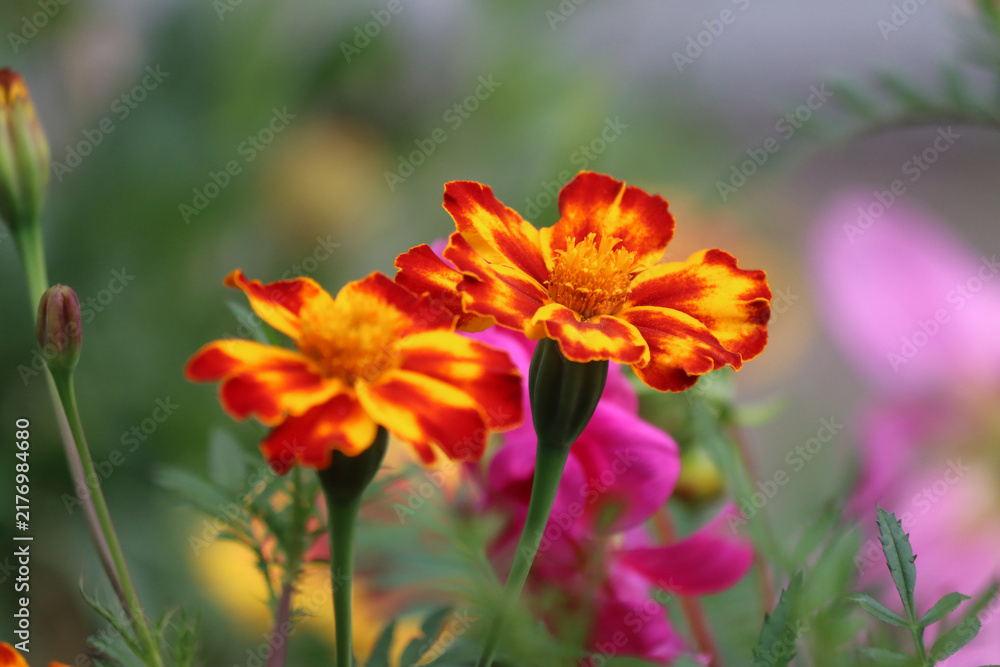 Fototapeta premium Yellow-red marigold flowers against the bright green backdrop of a summer garden. The blossoms resemble carnations. Colorful floral background. Gardening. Plant. Close-up of summer flowers. Marigolds.