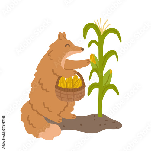 Cute fox harvesting corn with a basket beside a maize plant. Cozy autumn farm scene, flat vector illustration.