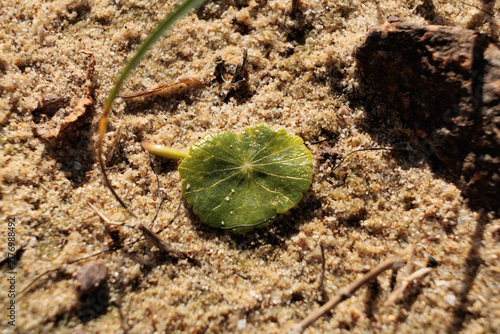 Foto New life arising at the beach