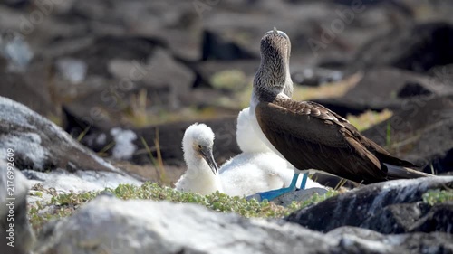 Blue footed booby mother caring for fluffy chicks in Galapagos Islands.