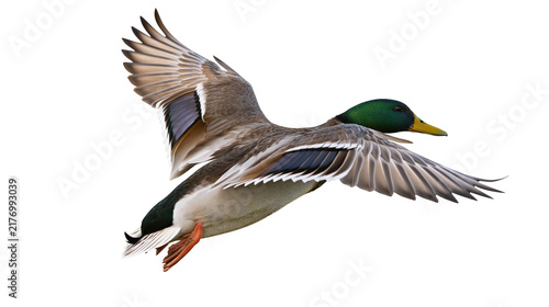 Obraz na plátně Male mallard duck in flight with green head and brown wings