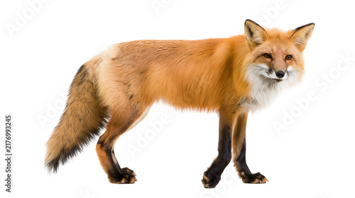 Quadro su tela Full body side view of a standing red fox with thick orange fur and black legs