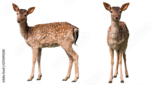 Canvas Print Young fallow deer standing in side and front profile views