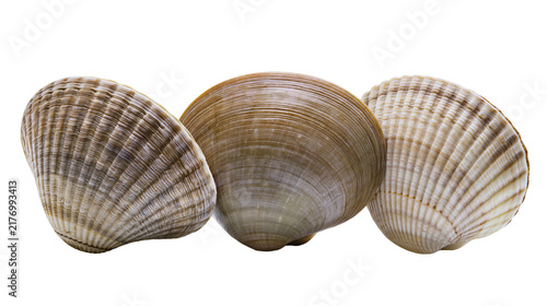 Photography Three ribbed brown and white clam shells arranged in a row