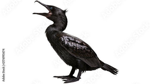 Cuadro en lienzo Black cormorant bird with open beak standing in profile view