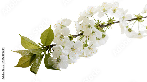 Фотография Blooming cherry tree branch with white flowers and green leaves