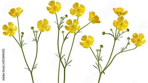 Foto Bright yellow buttercup flowers with green stems and buds