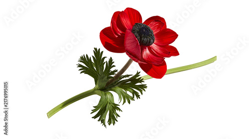 Foto Vibrant red anemone flower with dark center and green fern-like foliage on stem