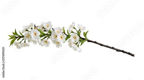 Blooming cherry blossom branch with white flowers and green leaves