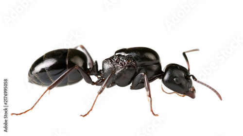 Картината върху платно Shiny black carpenter ant with segmented body and antennae