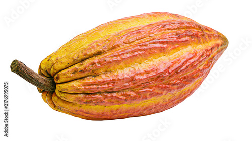 Foto Ripe yellow and orange cocoa pod with a brown stem