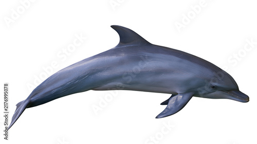 Foto Bottlenose dolphin swimming with smooth grey skin and dorsal fin