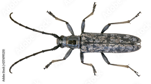 Konstfotografi Mottled grey and black longhorn beetle with long antennae