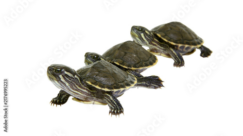 Three small red-eared slider turtles walking in a line