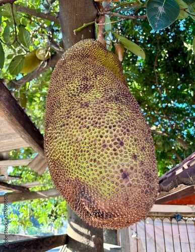 Konstfotografi Close up view of a large ripe spiky jackfruit hanging directly from a tree trunk in a garden