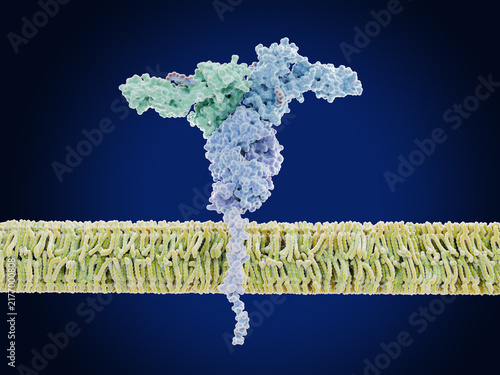 Fotografía The  immunoglobulin gamma Fc receptor (hFcgammaRI) on an immune cell membrane