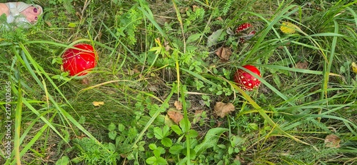 Quadro su tela Three red fly agaric mushrooms growing in green grass
