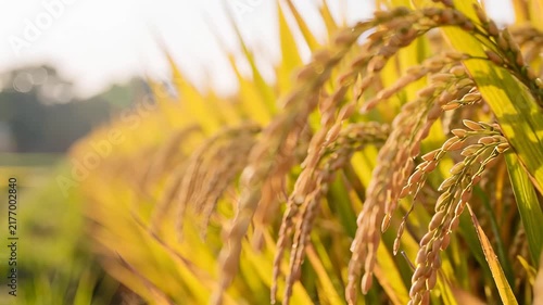Golden Wheat Field Sunlight Abstract Background Nature Harvest Crop Farming Rural Landscape