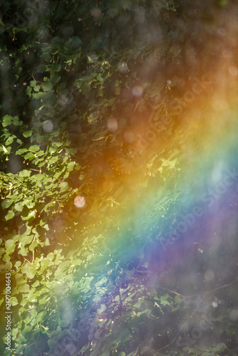 Soft rainbow spectrum refracting through water droplets on linden tree foliage