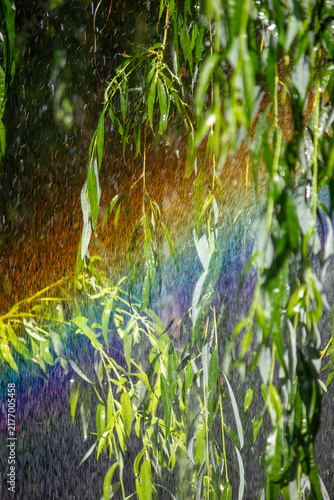 Vibrant rainbow spectrum visible through water spray and weeping willow foliage
