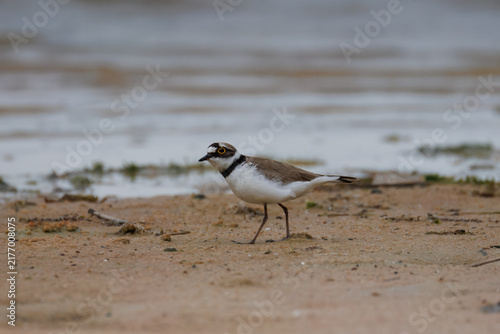 Konstfotografi Side profile of a little ringed plover (Charadrius dubius) on a sandy lake shore
