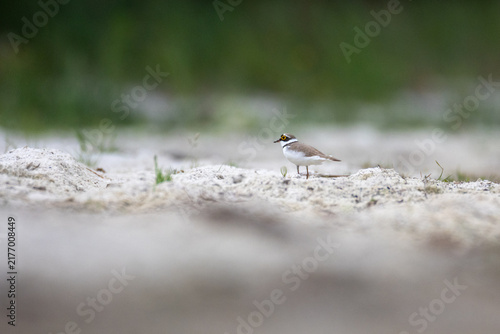 Foto Side profile of a little ringed plover (Charadrius dubius) on a sandy lake shore