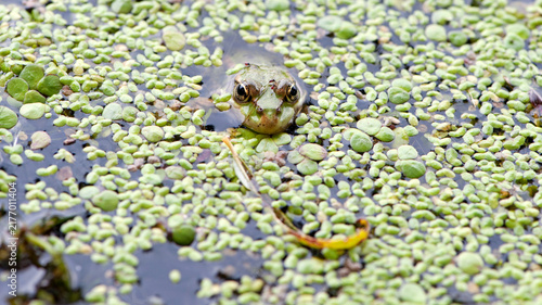 Obraz na plátně Marsh frog, frog eyes, Pelophylax ridibundus, in nature habitat