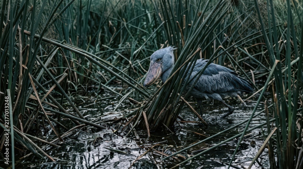 Fototapeta premium Shoebill bird with large distinctive beak wading through dense wetland reeds