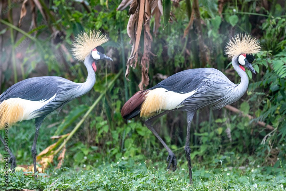 Fototapeta premium Two grey crowned cranes with golden crests walking together on a grassy field in a park.