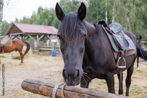 Obraz na płótnie A dark horse standing in a stable yard near a wooden log