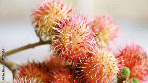 Rambutan fruit with stalk on white background.