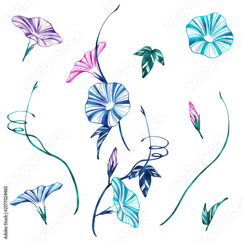 ペンで描いた朝顔のイラストに水彩風の色付けをした素材のセット　挿絵や装飾用途に