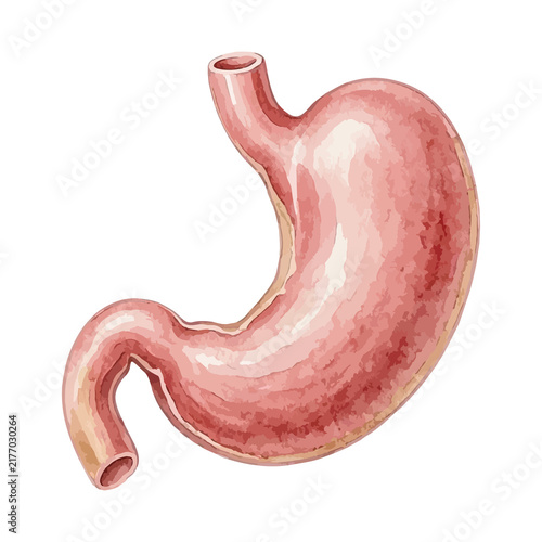 Fotografía Vector watercolor illustration of the human stomach