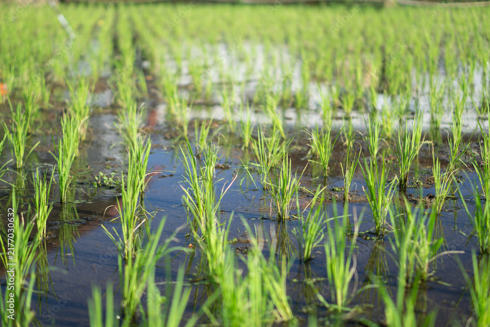 Fototapeta premium Green Rice Seedlings Growing in Flooded Paddy Field Agriculture Concept