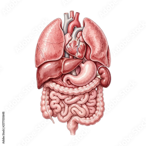 Vector watercolor illustration of the human body organ systems.