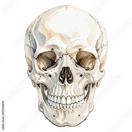 Vector watercolor human skull