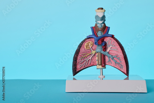 Obraz na plátně Thoracic respiratory anatomical model showing pulmonary bronchus structure