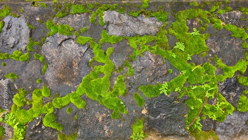 Green moss and small plants growing on a stone wall texture background. Green Moss Growing Between Natural Rocks
