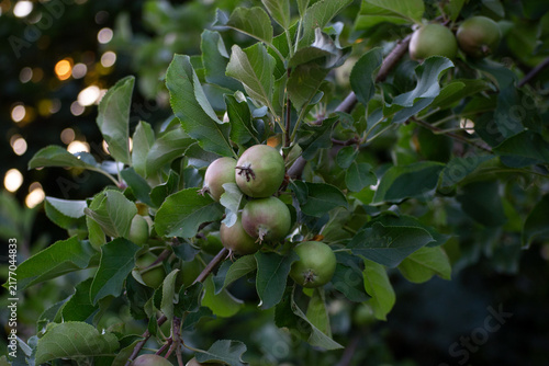 Fragrant green apples grow on a tree in summer