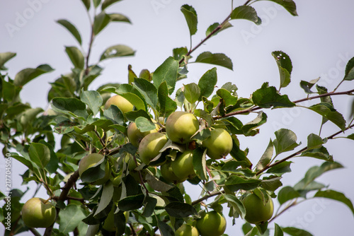 Fragrant green apples grow on a tree in summer