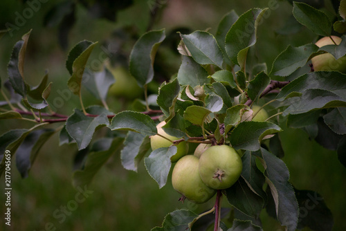 Fragrant green apples grow on a tree in summer