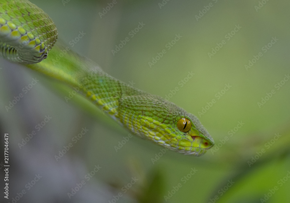 Obraz premium Red-tailed bamboo pitviper on green at Sundarban tiger reserve, India