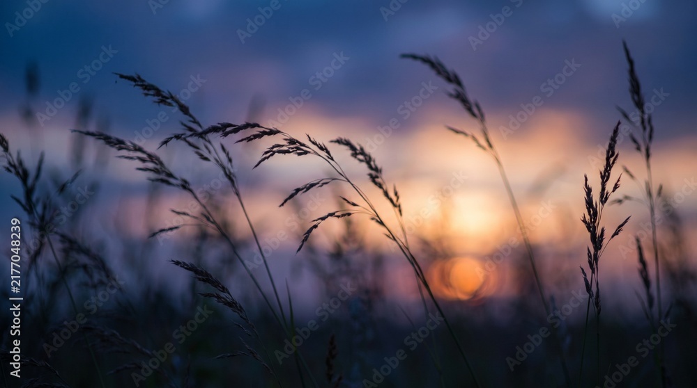 Obraz premium sunset in the grass