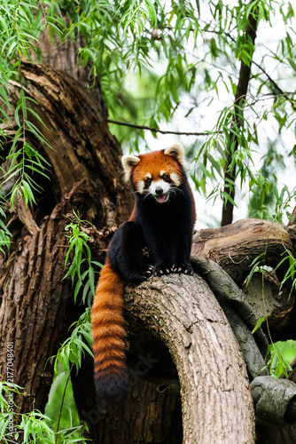 Canvastavla The cute and clever red panda sits upright on a tree branch, looking around, exuding a naturally healing vibe