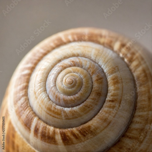 Macro Close Up of Spiral Snail Shell Pattern and Natural Texture