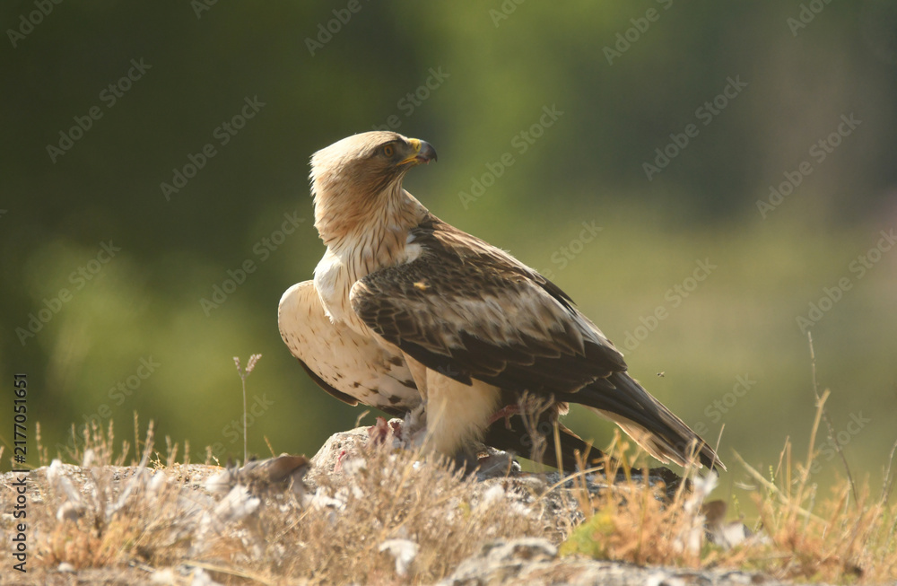 Fototapeta premium Aguila calzada