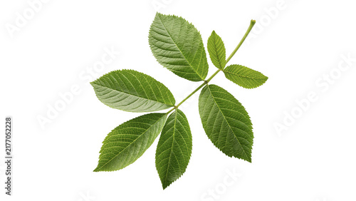 Foto Green leaves stem fresh organic herbal plant isolated on transparent background for natural cosmetic holistic wellness