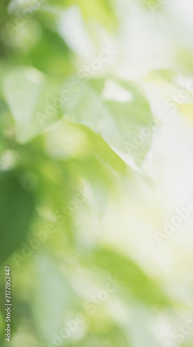 Soft blurred green leaves background with natural sunlight bokeh texture